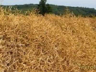 Turan KWS - hibrid uljane repice