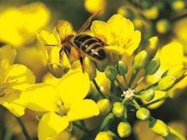 Traviata KWS - hibrid uljane repice