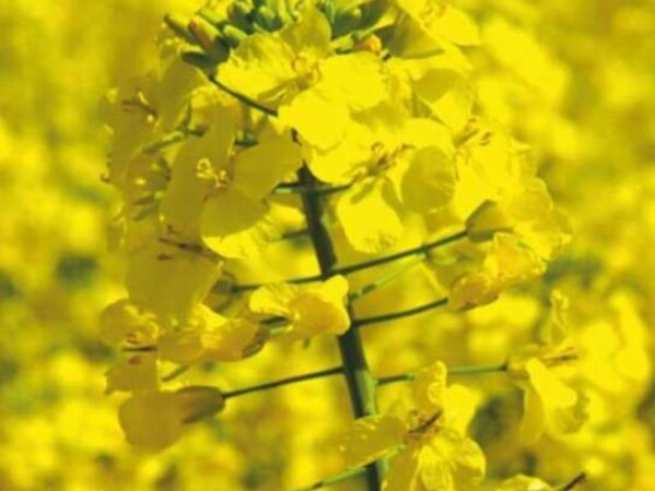 Hybrirock KWS - hibrid uljane repice