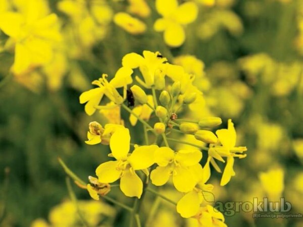 REMY - hibrid uljane repice