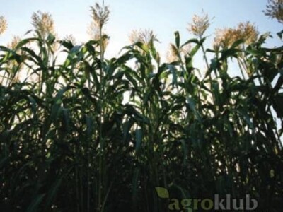 KWS Merlin - hibrid sirka