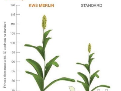 KWS Merlin - hibrid sirka