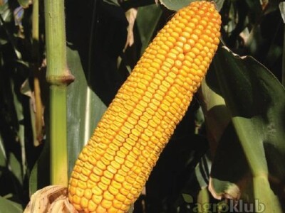 KONFITES- hibrid kukuruza FAO 450