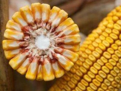 KONFITES- hibrid kukuruza FAO 450