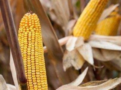 KONFITES- hibrid kukuruza FAO 450