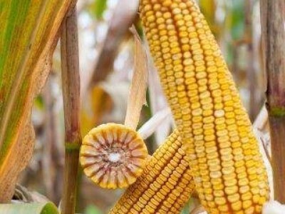 BALASCO - hibrid kukuruza FAO 410 - NOVO