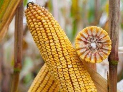 BALASCO - hibrid kukuruza FAO 410