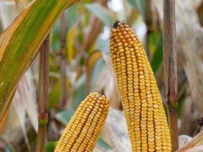 BALASCO - hibrid kukuruza FAO 410 - NOVO