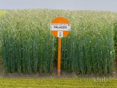 Palazzo KWS - sjeme raži