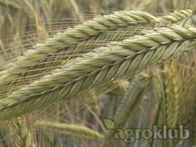 Palazzo KWS - sjeme raži
