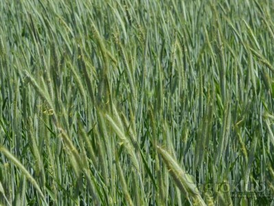 Palazzo KWS - sjeme raži