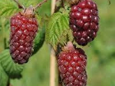 TAYBERRY