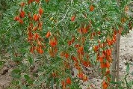 Goji ili vučje bobice