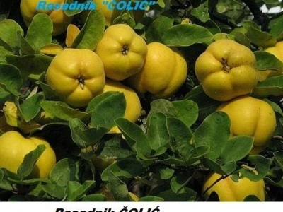 Ponuda VOĆNIH SADNICA za jesen 2012./proleće 2013.god