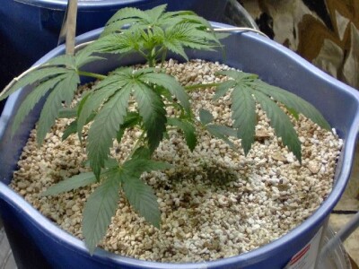 Vermikulit (pakovanje 100 L)