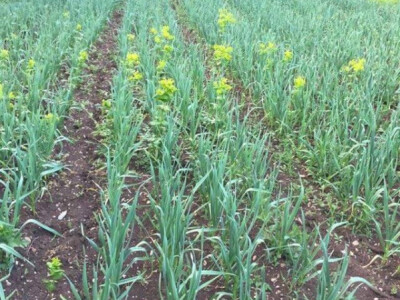 Sejalica za beli i crni luk 00381604998453