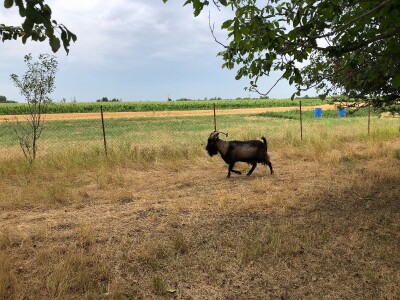 Prodajem ovce i koze mesovite sorte!!!! Cena vise nego povoljna!!!