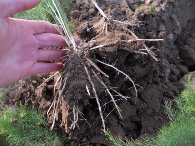 Špargla-asparagus rasad