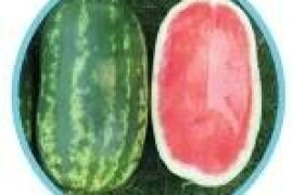 Constellation - lubenica