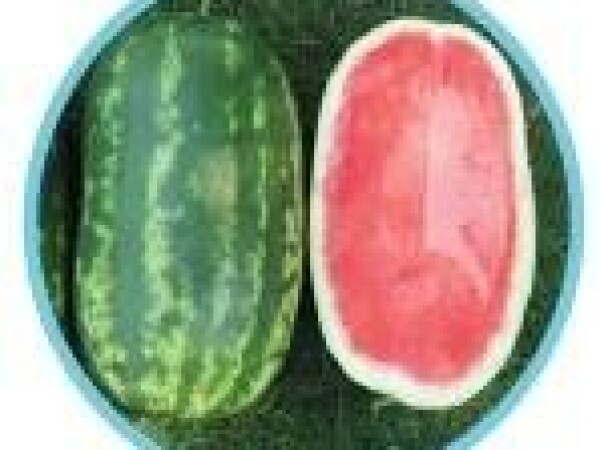 Constellation - lubenica