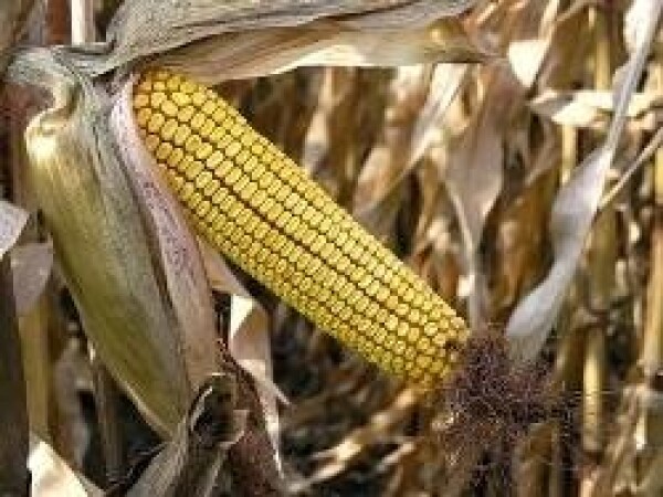 NK Altius - kukuruz - FAO 300