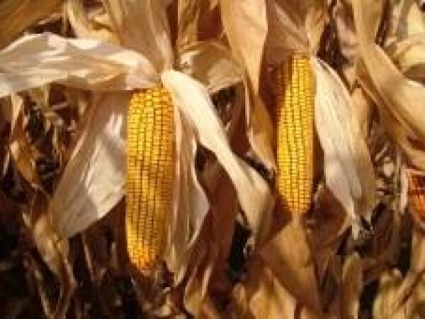 SY Flovita - kukuruz - FAO 380