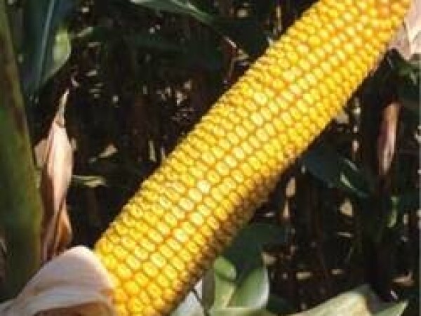 NK Columbia - kukuruz - FAO 400