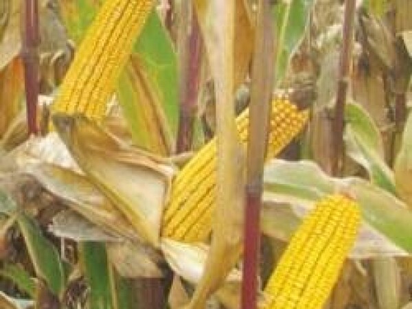 NK Pako - kukuruz - FAO 440