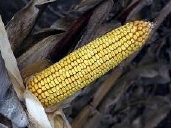 NK Timic - kukuruz - FAO 440