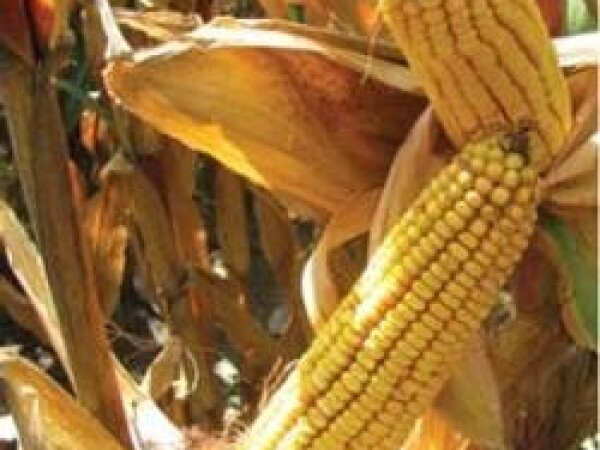 NK Galactic - kukuruz - FAO 500