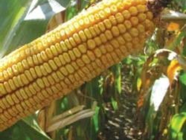 NK Helico - kukuruz - FAO 530