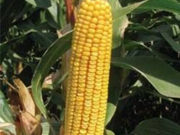 NK Vitorino - kukuruz - FAO 700