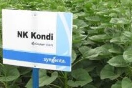 NK Kondi - suncokret