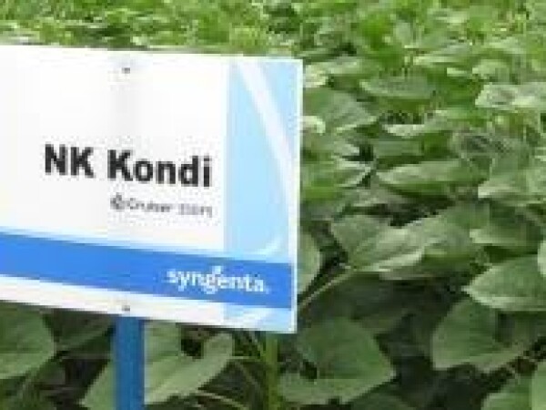 NK Kondi - suncokret