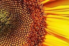 NK Neoma - suncokret