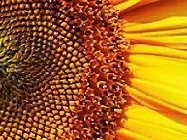 NK Neoma - suncokret