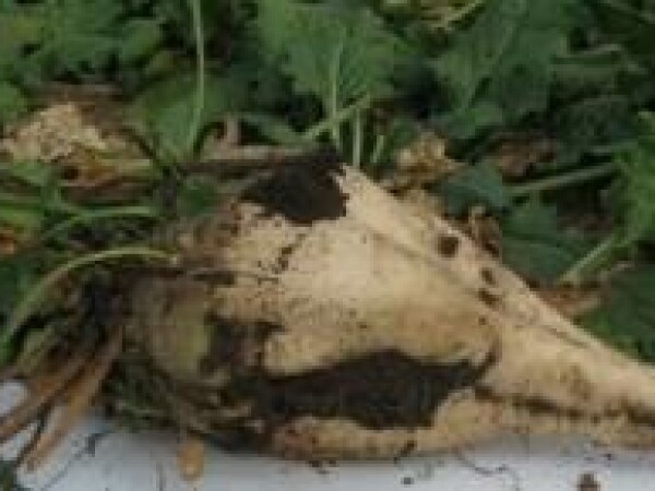 Protecta - šećerna repa