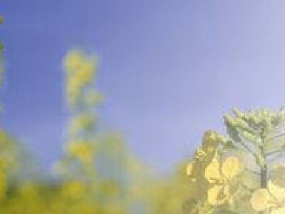 NK Aviator - uljana repica