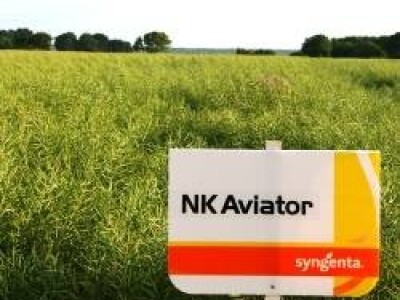 NK Aviator - uljana repica