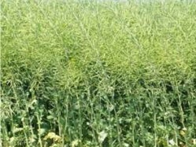 NK Aviator - uljana repica