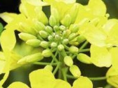 NK Petrol - uljana repica