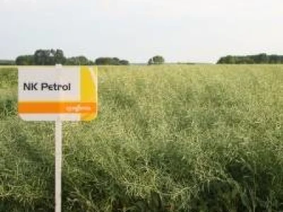 NK Petrol - uljana repica
