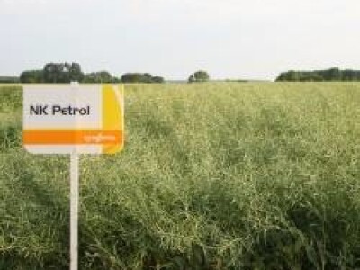 NK Petrol - uljana repica