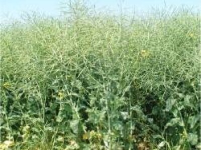 NK Petrol - uljana repica