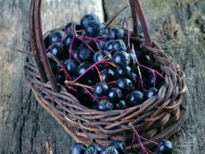 Matični sok od ARONIJE za prirodno jačanje imuniteta