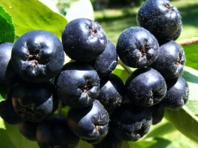 Matični sok od ARONIJE za prirodno jačanje imuniteta