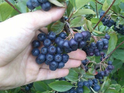 Matični sok od ARONIJE za prirodno jačanje imuniteta