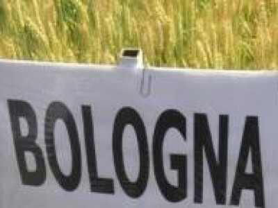 Bologna - pšenica