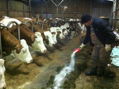 Zeolit - detoksikator aflatoksina