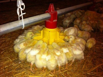 Zeolit - detoksikator aflatoksina